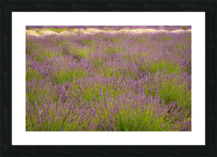 Lavender plants in blossom in early July in detail Picture Frame print