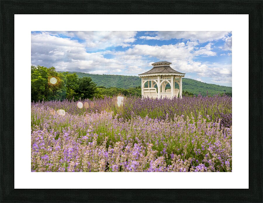 Lavender plants in blossom in early July with building Picture Frame print