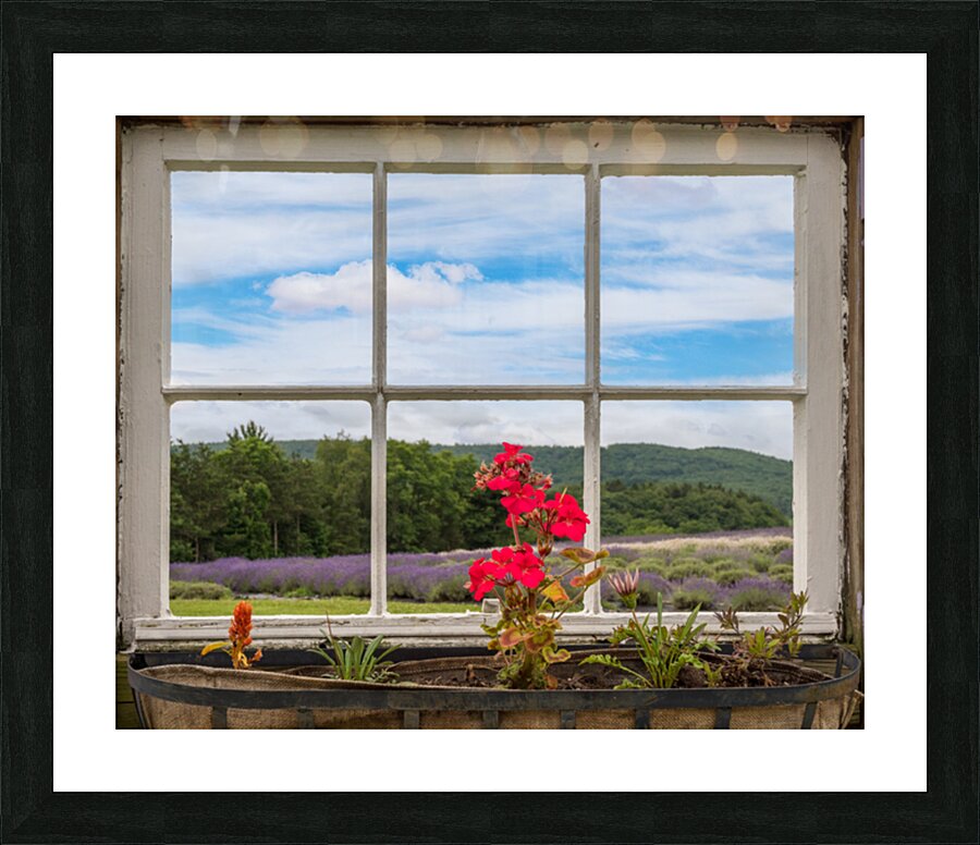 Lavender plants in blossom in early July through window Impression et Cadre photo