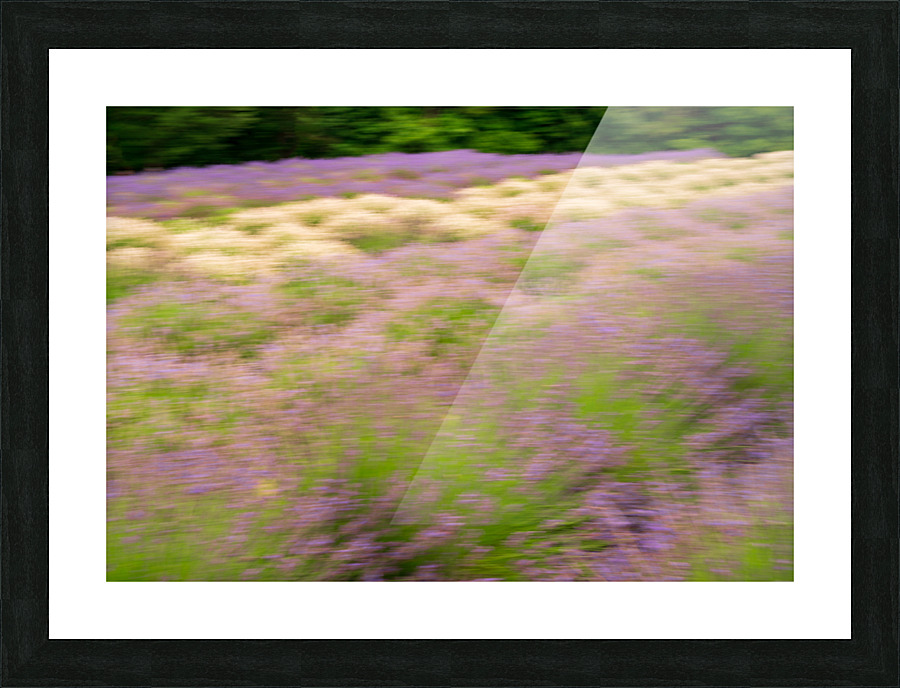 Blurred lavender plants in blossom in early July Picture Frame print