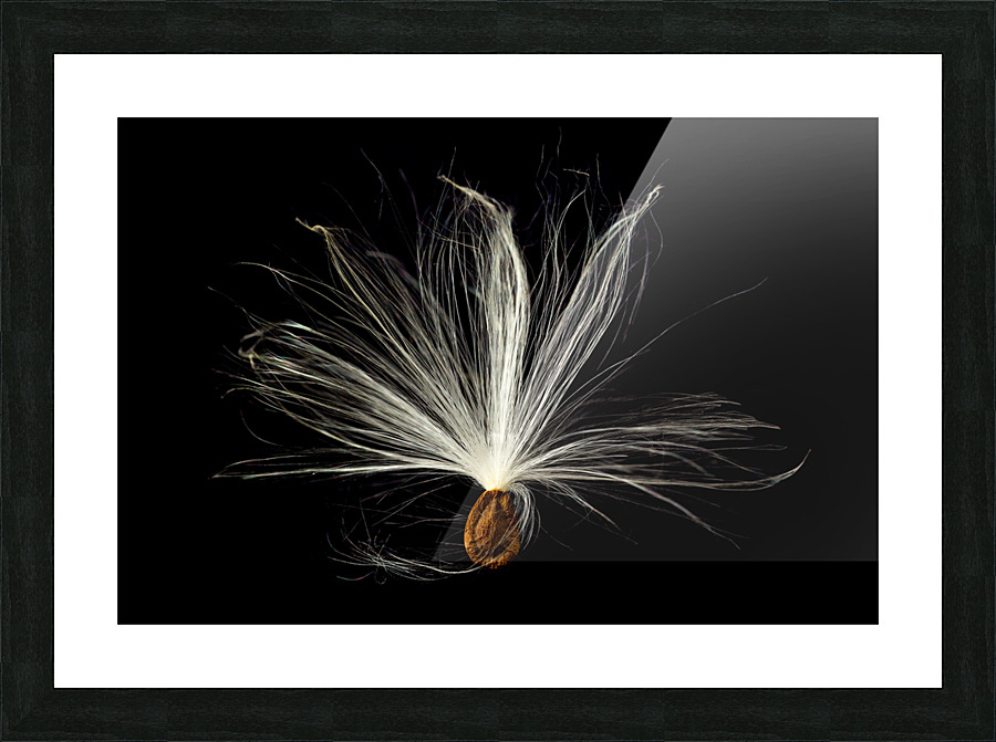 Macro photo of swamp milkweed seed pod Impression et Cadre photo