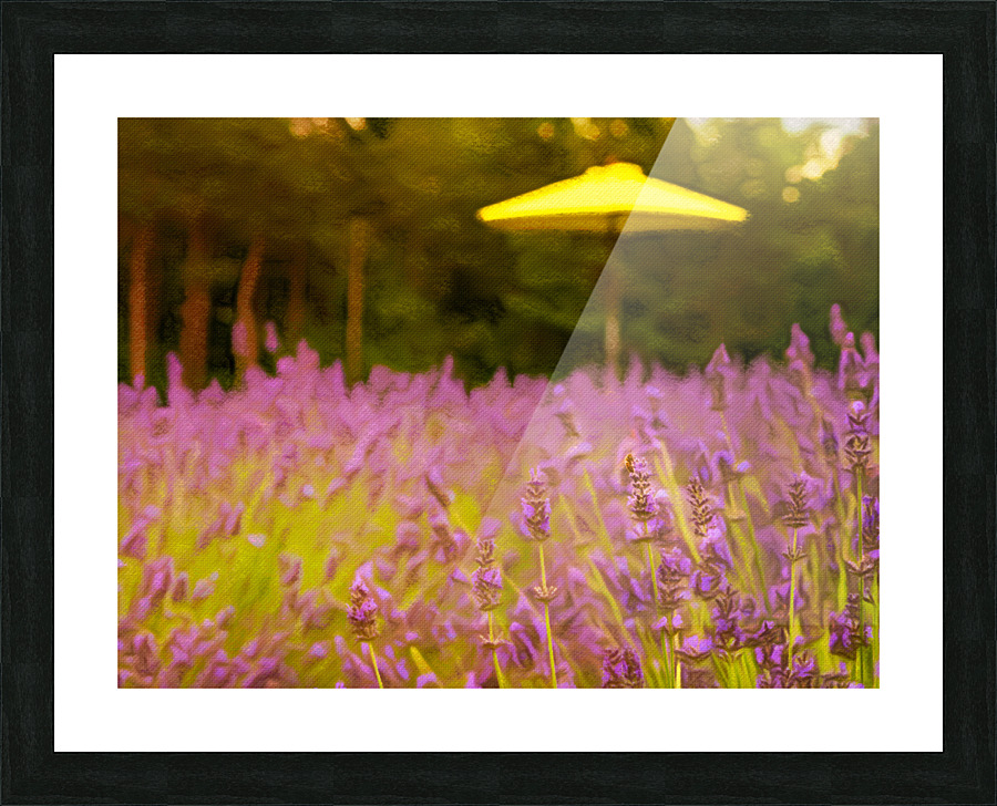 Pastel drawing of lavender plants in blossom Picture Frame print