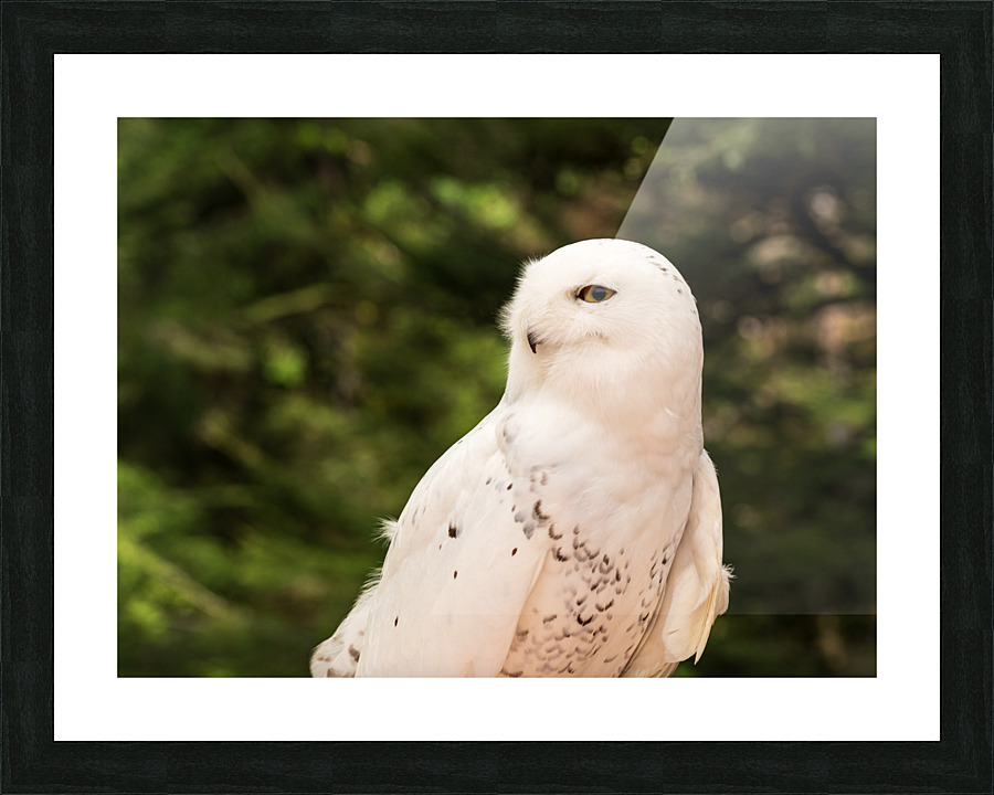 Close up of Snowy Owl against green rainforest Impression et Cadre photo