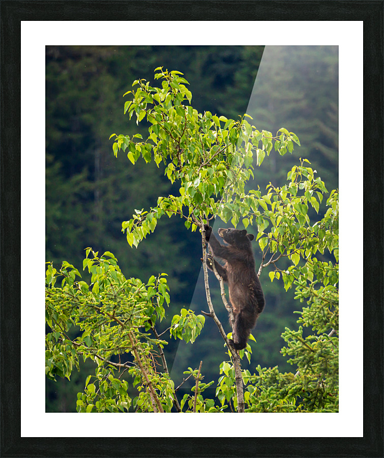 Wild brown or black bear cub high in tree in Alaska Picture Frame print