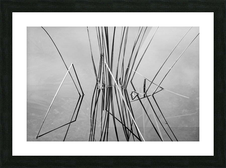 Empty bed of reeds in Everglades Florida Picture Frame print