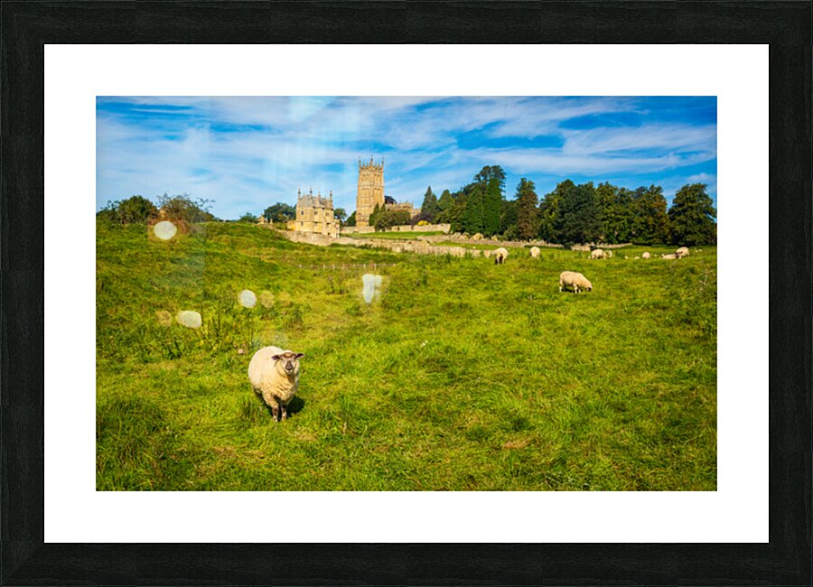 Church St James across sheep in Chipping Campden Picture Frame print