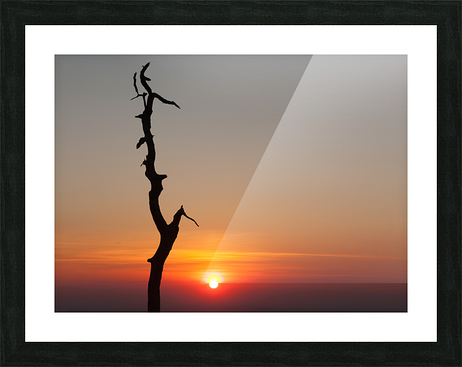 Gnarled tree on Skyline drive in Virginia Picture Frame print