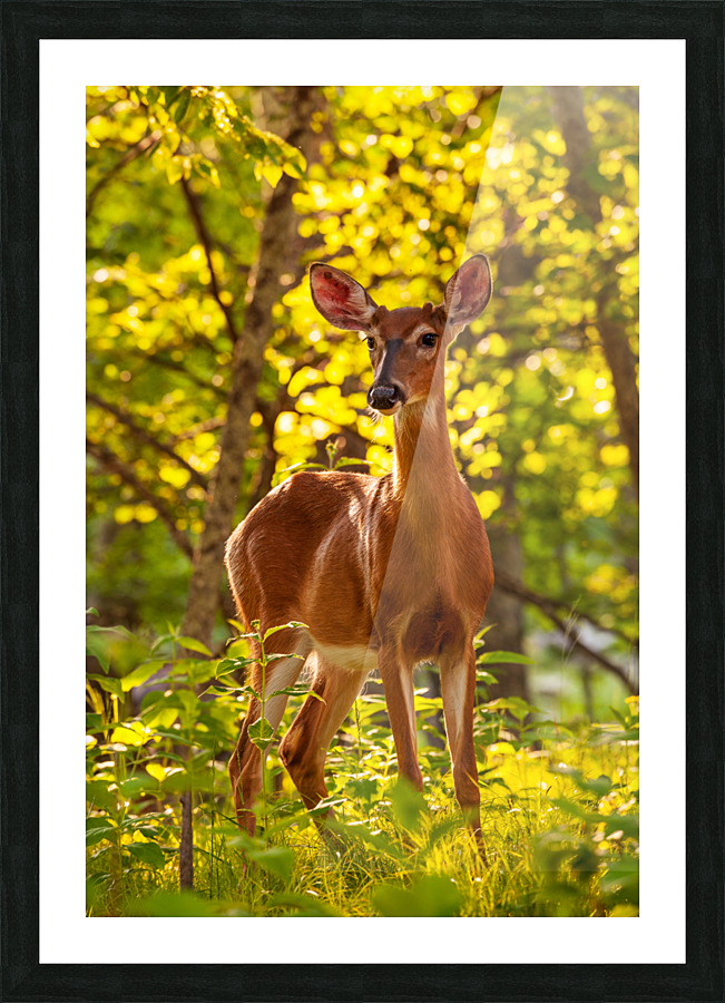 White tailed deer feeds at Big Meadow Picture Frame print