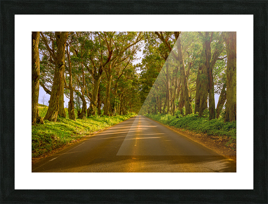 Famous Tree Tunnel of Eucalyptus trees Picture Frame print