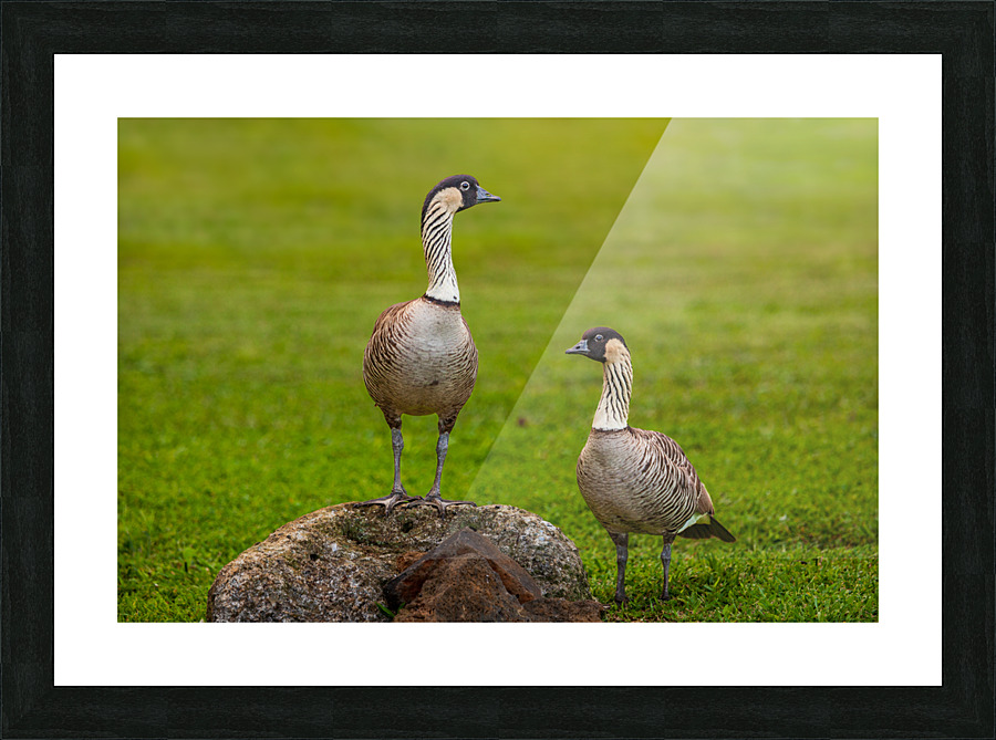 Pair of nene geese Picture Frame print