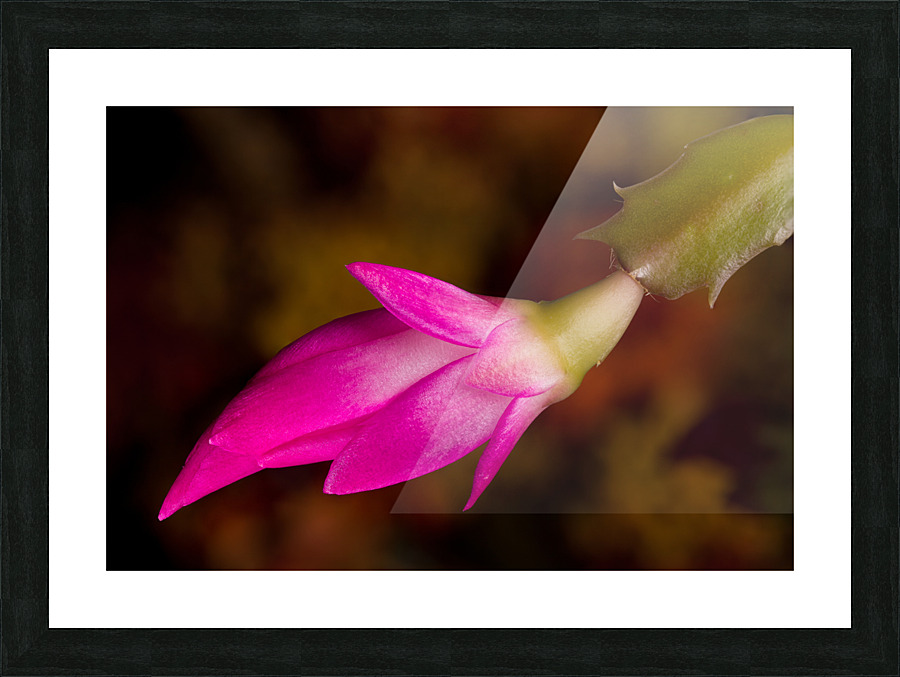 Christmas Cactus Flower  Picture Frame print