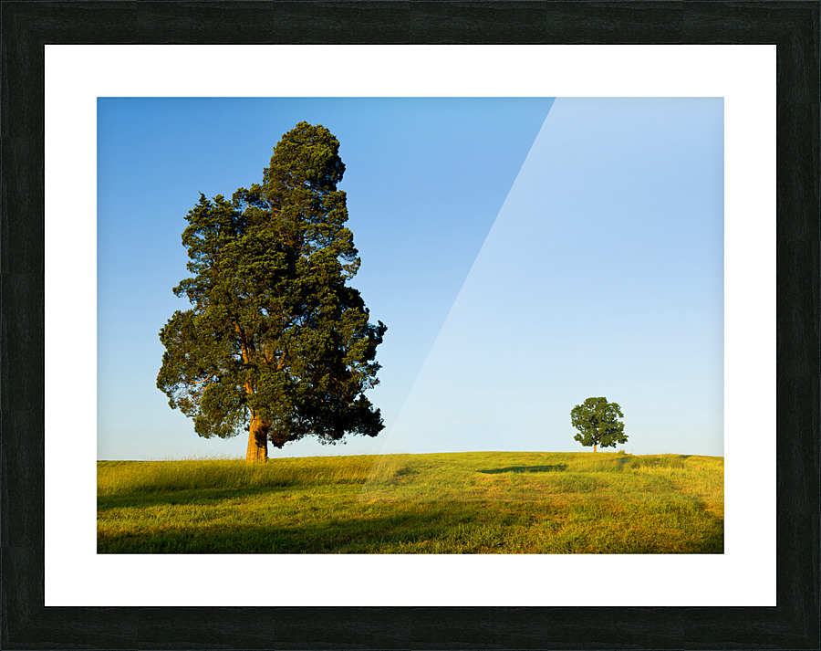 Large tree dominates small tree on hillside Picture Frame print