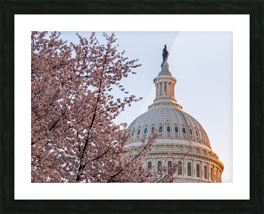 Cherry blossoms by the Capitol dome at dawn Picture Frame print