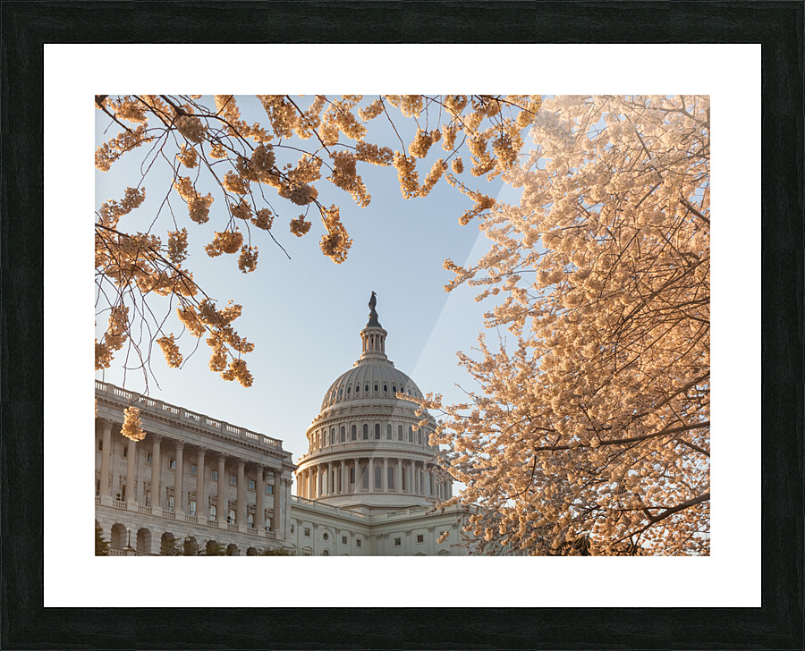 Cherry blossoms framing the Capitol Picture Frame print