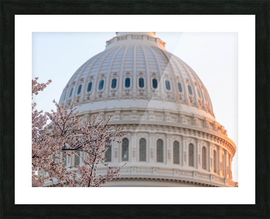 Cherry blossoms by the Capitol dome at dawn Picture Frame print