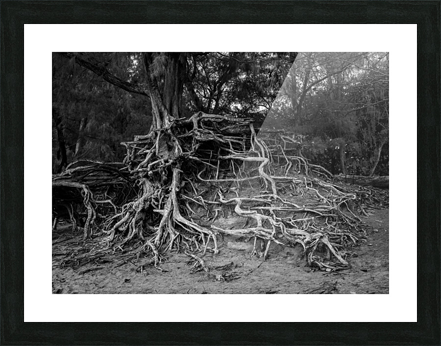Storm erosion on tree roots at Kee beach Picture Frame print
