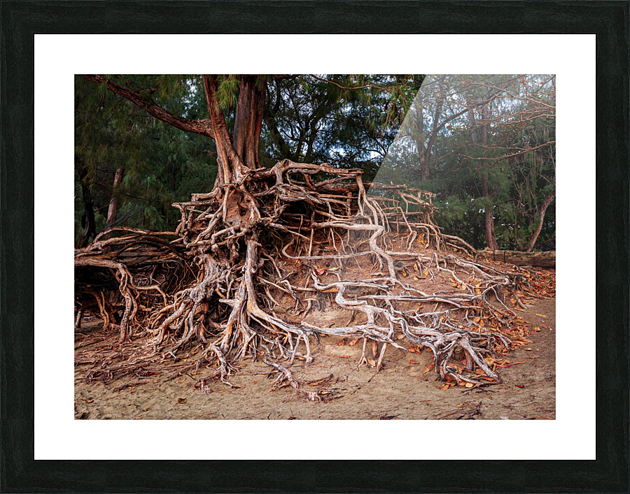 Storm erosion on tree roots at Kee beach Picture Frame print