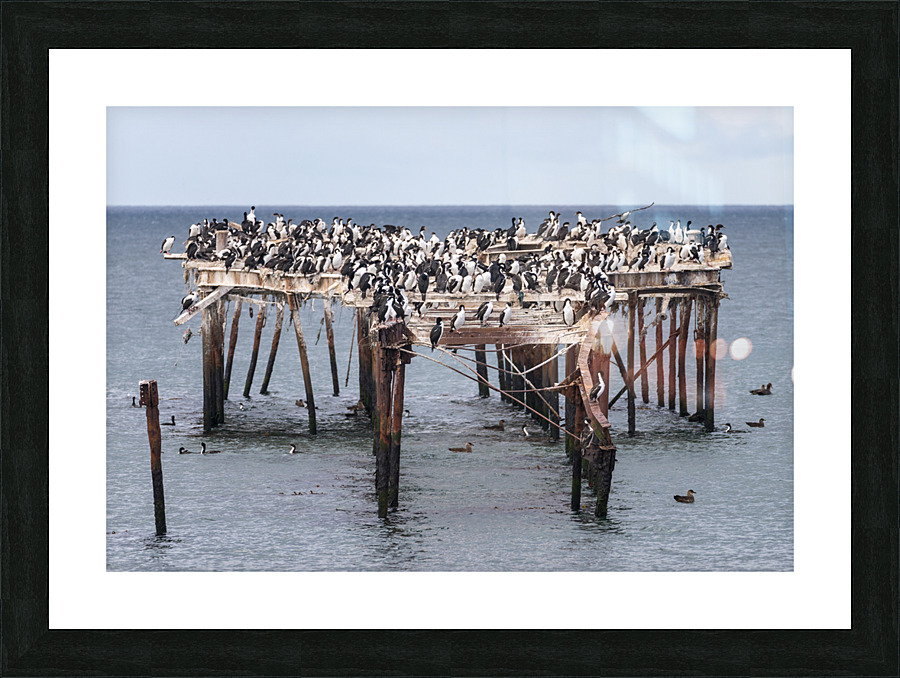 Colony of Imperial Cormorant seabirds in Punta Arenas Chile Picture Frame print