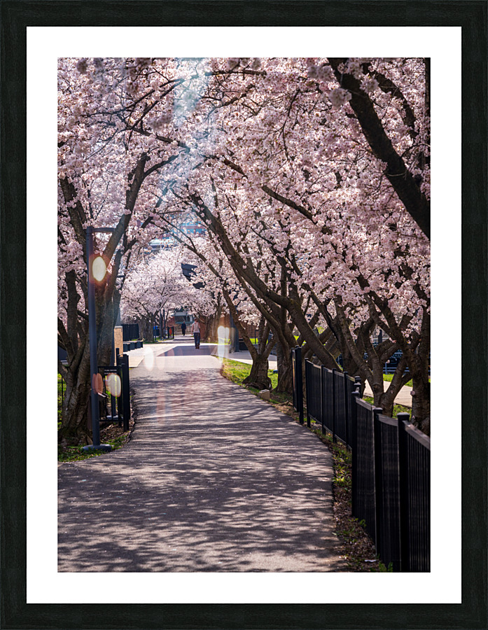 Cherry blossoms over walking trail  by the river in Morgantown W Picture Frame print