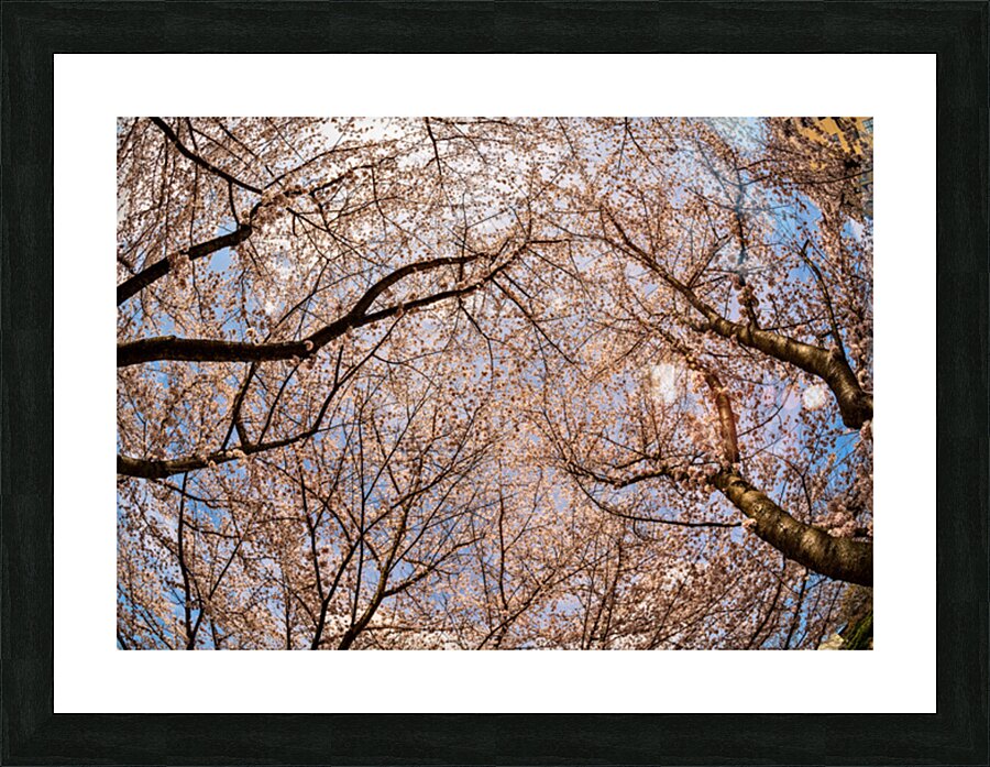 Looking up at Cherry blossoms over walking trail in Morgantown Picture Frame print