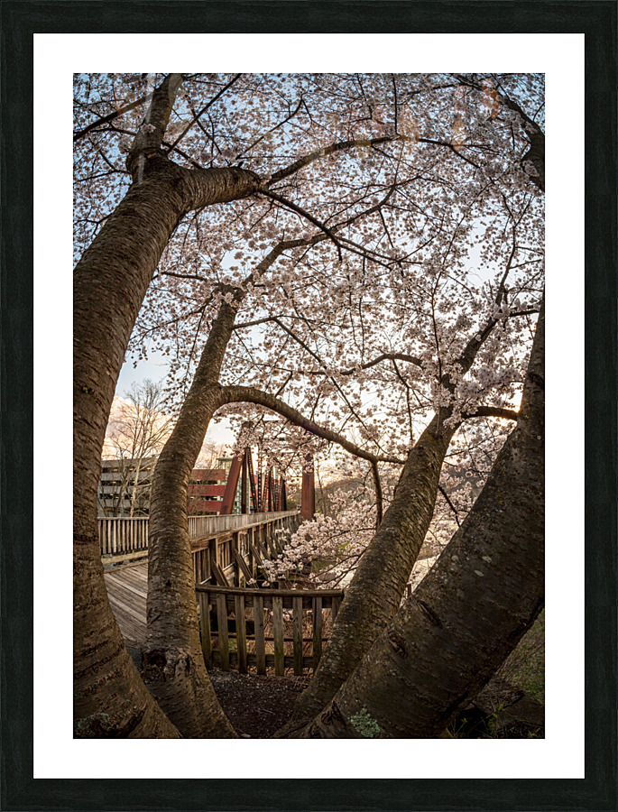 Steel girder bridge carries the bike walking trail over Deckers  Picture Frame print