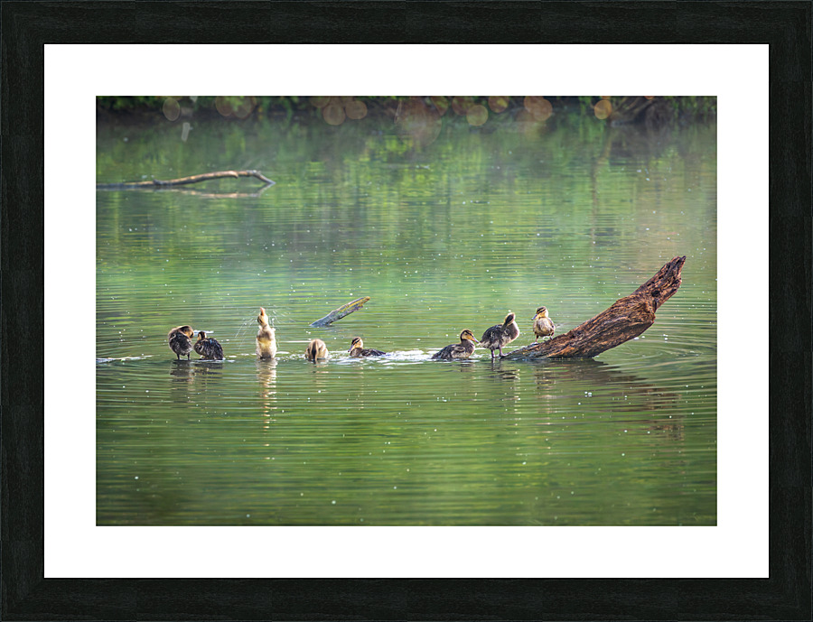 Group of ducklings washing in lake at dusk Picture Frame print