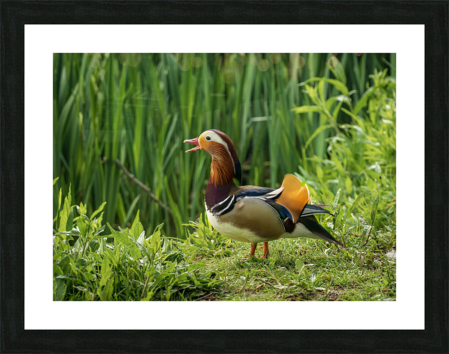 Mandarin Duck on the lakeshore at the Mere in Ellesmere  Impression et Cadre photo