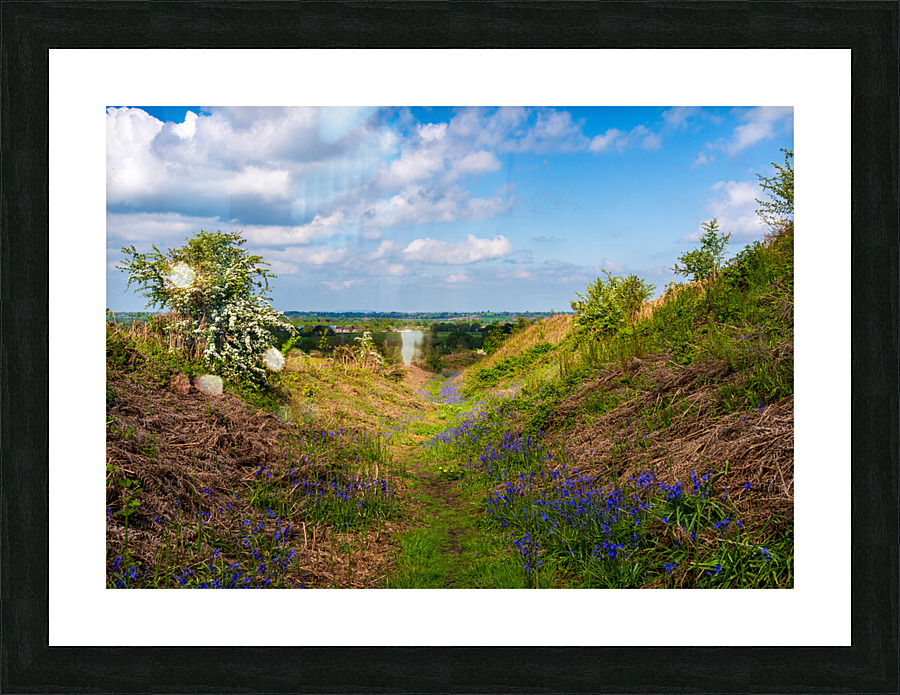 Bluebells by the path on Old Oswestry hill fort in Shropshire Picture Frame print