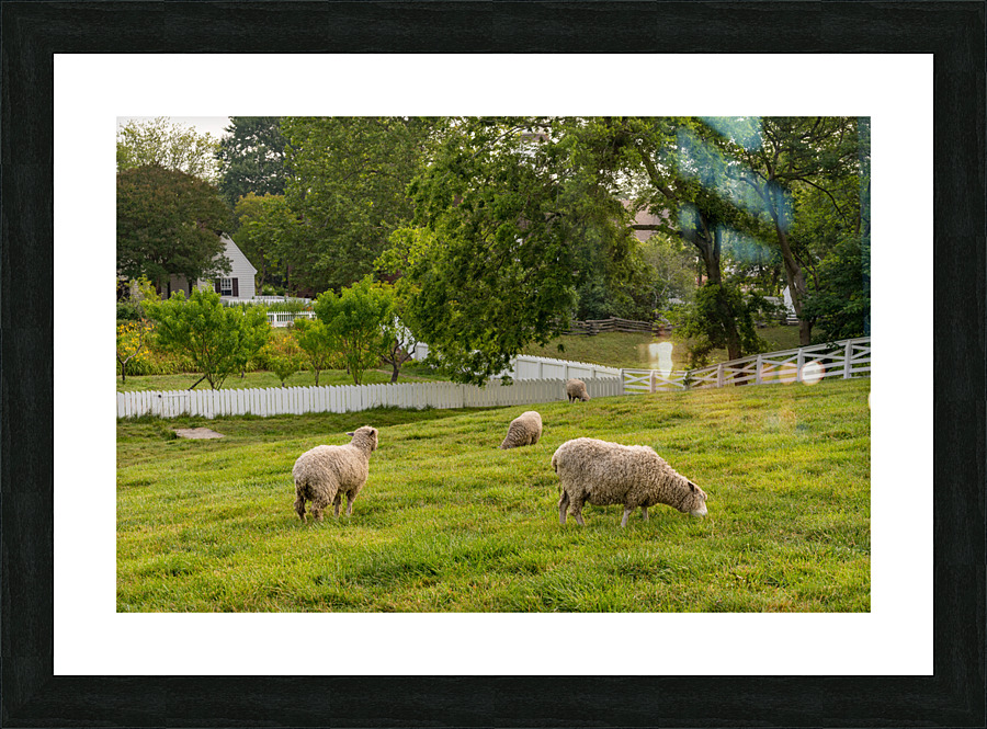 Sheep grazing in meadow in Williamsburg Virginia Picture Frame print