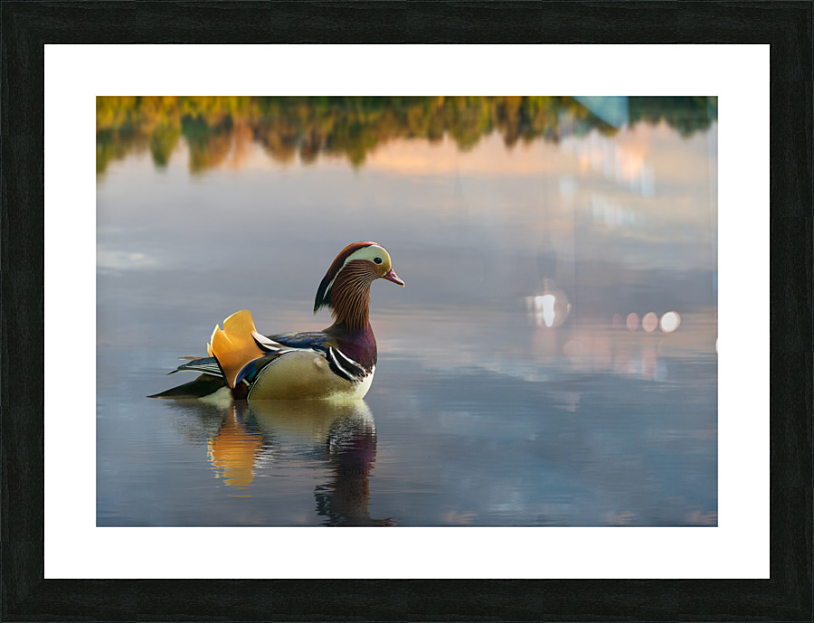 Mandarin duck floats on Ellesmere Mere to a clear reflection of  Picture Frame print