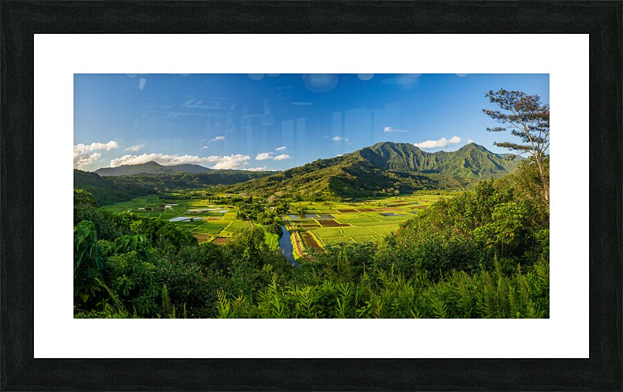 Panoramic view over the Hanalei national wildlife refuge Kauai Picture Frame print