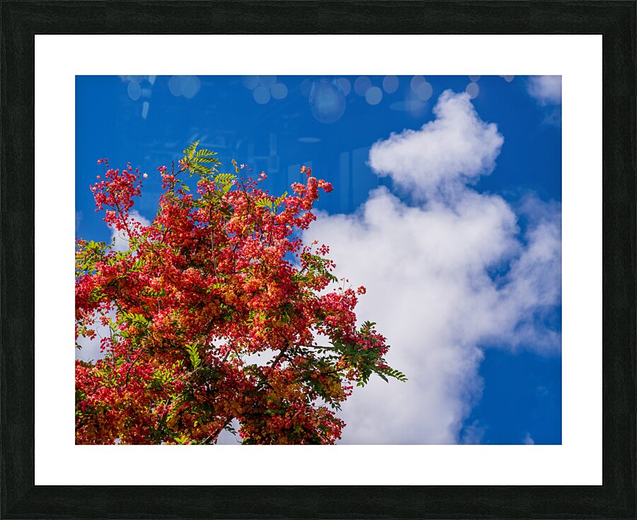 Gorgeous rainbow shower tree blossoms against blue sky Picture Frame print
