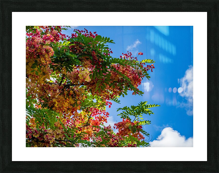 Gorgeous rainbow shower tree blossoms against blue sky Picture Frame print