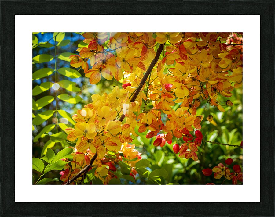 Gorgeous rainbow shower tree blossoms in Hawaii Picture Frame print