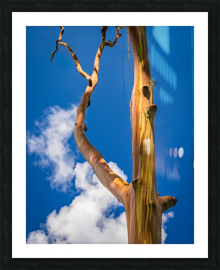 Branch of rainbow eucalyptus trees in Keahua Arboretum Picture Frame print