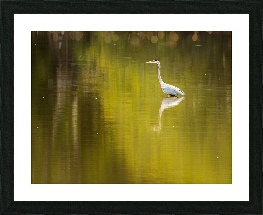Great blue heron standing in calm water in Atchafalaya basin Picture Frame print