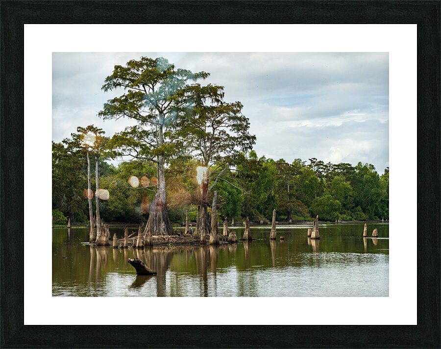 Large bald cypress trees rise out of water in Atchafalaya basin Picture Frame print