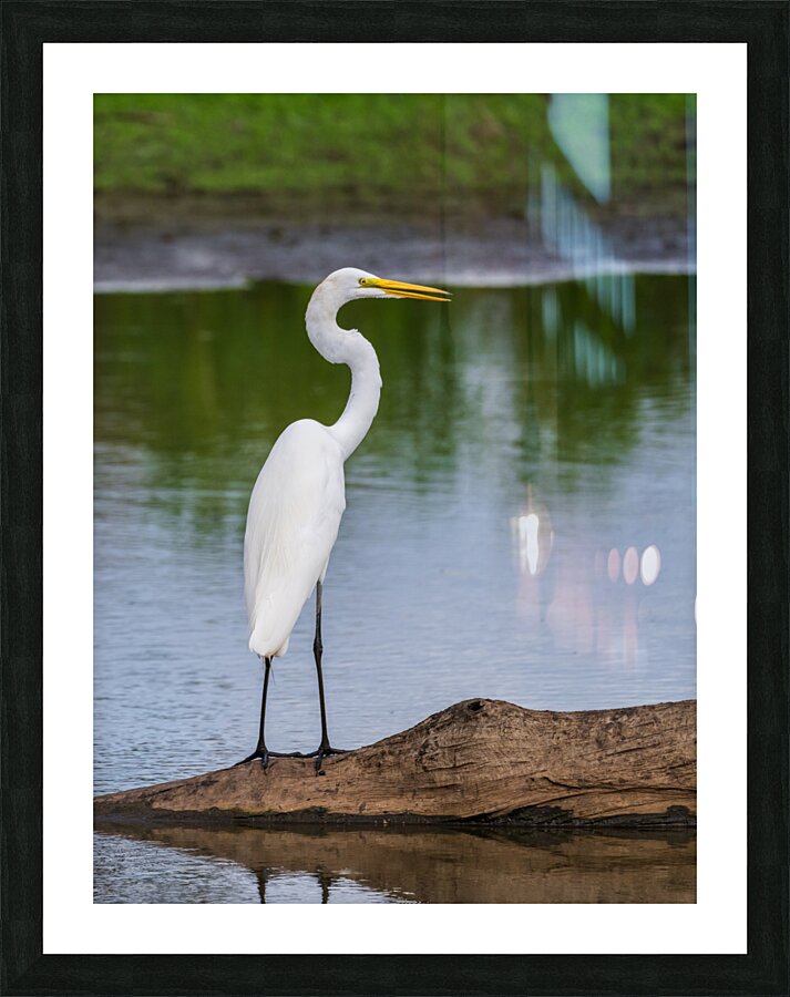 Great Egret on the stumps of bald cypress trees in Atchafalaya b Picture Frame print