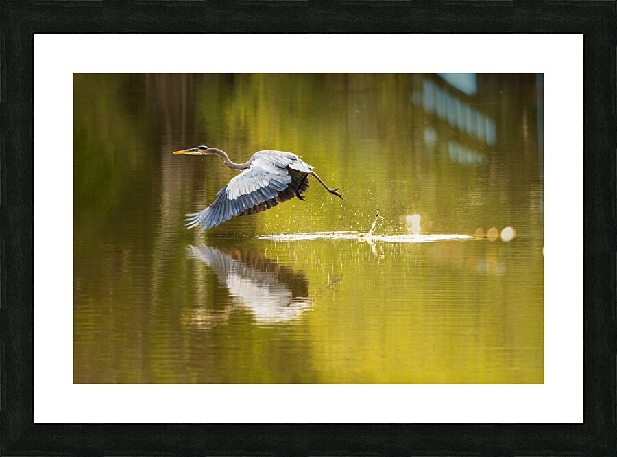 Great blue heron taking off from calm water in Atchafalaya basin Picture Frame print