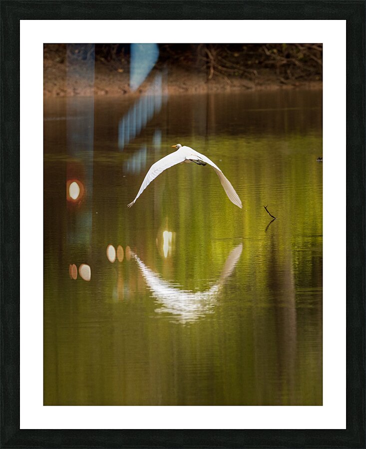 Great Egret flying in perfect circle in Atchafalaya basin Picture Frame print