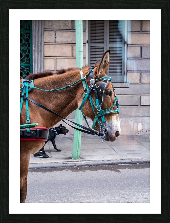Portrait of horse pulling carriage with black dog on sidewalk Picture Frame print