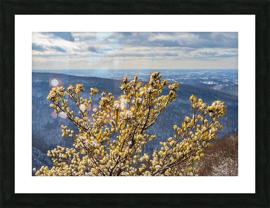 Eastern White Pine covered with snow at Coopers Rock Picture Frame print