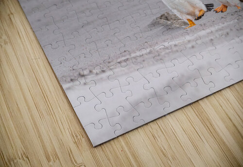 Three Gentoo penguins at Bluff Cove  running on sandy beach Steve Heap puzzle
