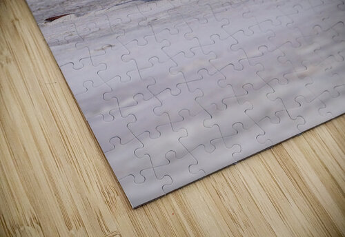 Two Gentoo penguins at Bluff Cove on Falklands walking to ocean Steve Heap puzzle