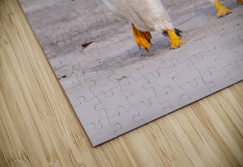 Two Gentoo penguins at Bluff Cove on Falklands walking to ocean Steve Heap puzzle