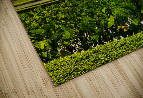 Verdant taro fields thrive under the Hawaiian sun near Hanalei B Steve Heap puzzle