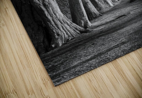 Large cypress trees in Cypress Bend Park by the side of Guadalup Steve Heap puzzle