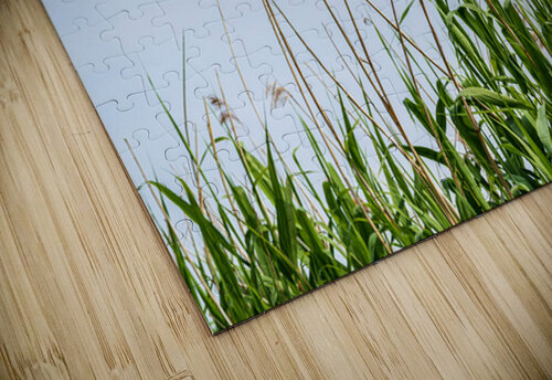 Tall reeds and green grasses sway gently against a light blue sk Steve Heap puzzle