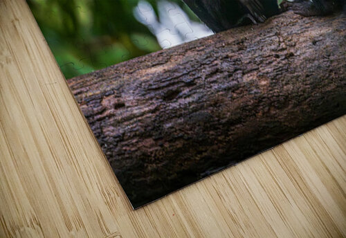 Close up of a family or group of white faced Capuchin Monkeys in Steve Heap puzzle