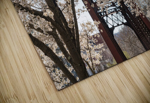 Blossoms by the steel girder bridge carries the bike walking trail Steve Heap puzzle